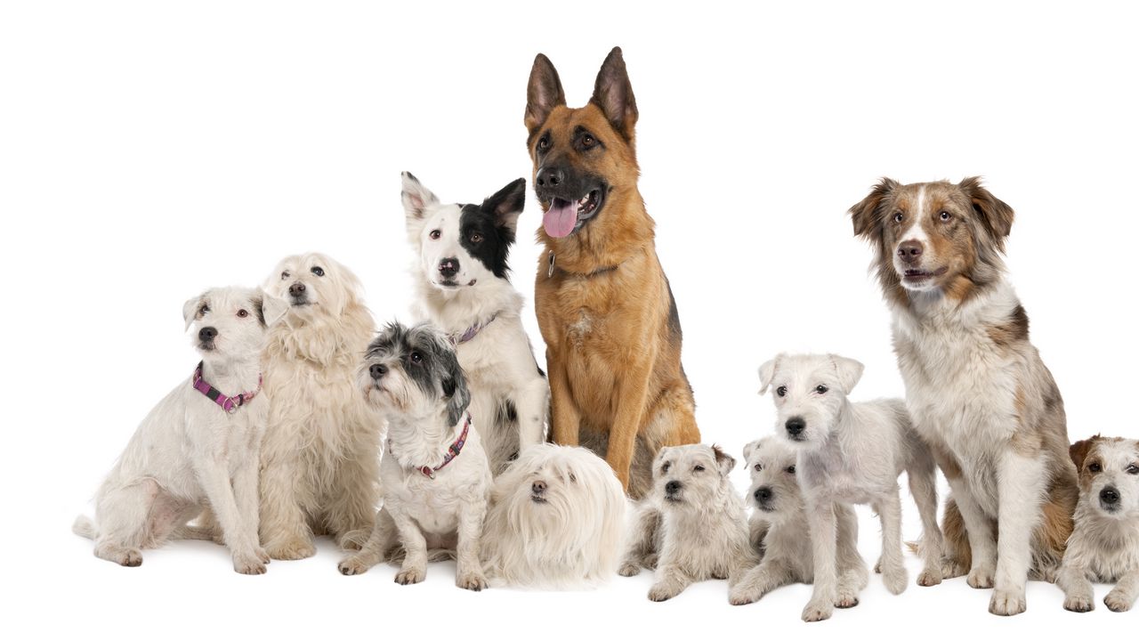 Wallpaper dogs, variety, set, sit
