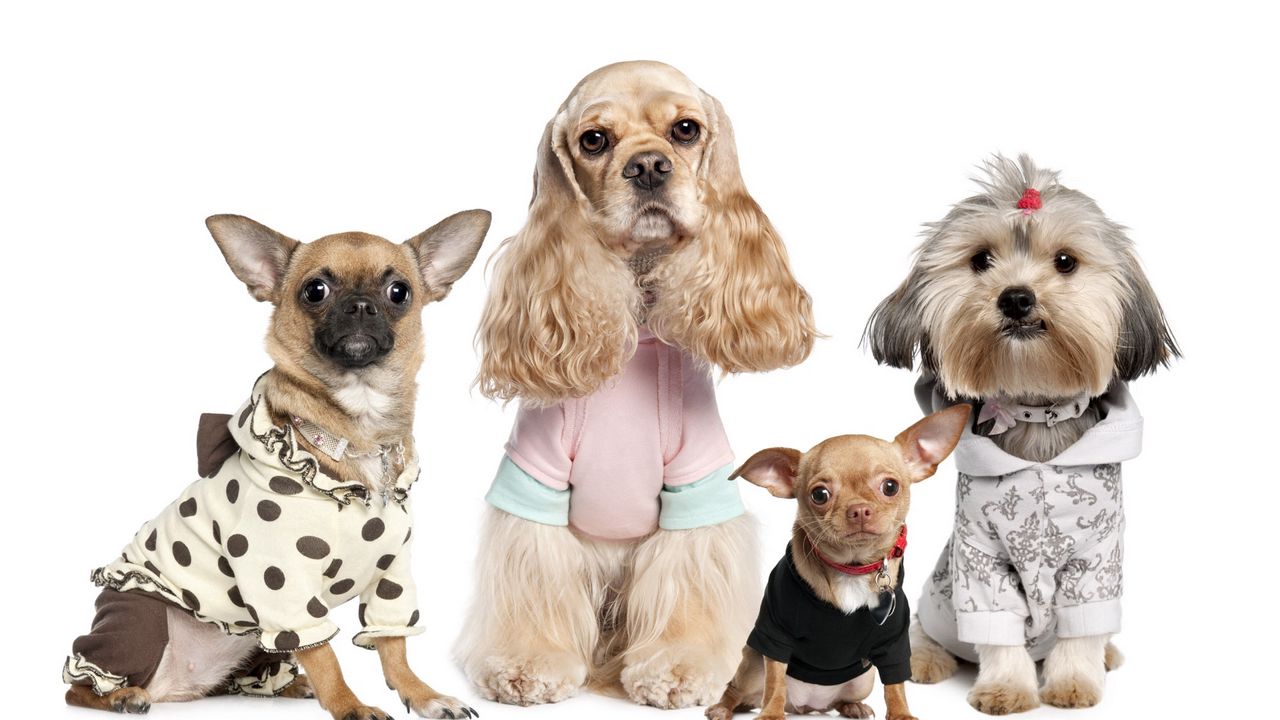 Wallpaper dogs, variety, yorkshire terrier, chihuahua, costumes