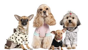 Preview wallpaper dogs, variety, yorkshire terrier, chihuahua, costumes