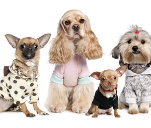 Preview wallpaper dogs, variety, yorkshire terrier, chihuahua, costumes