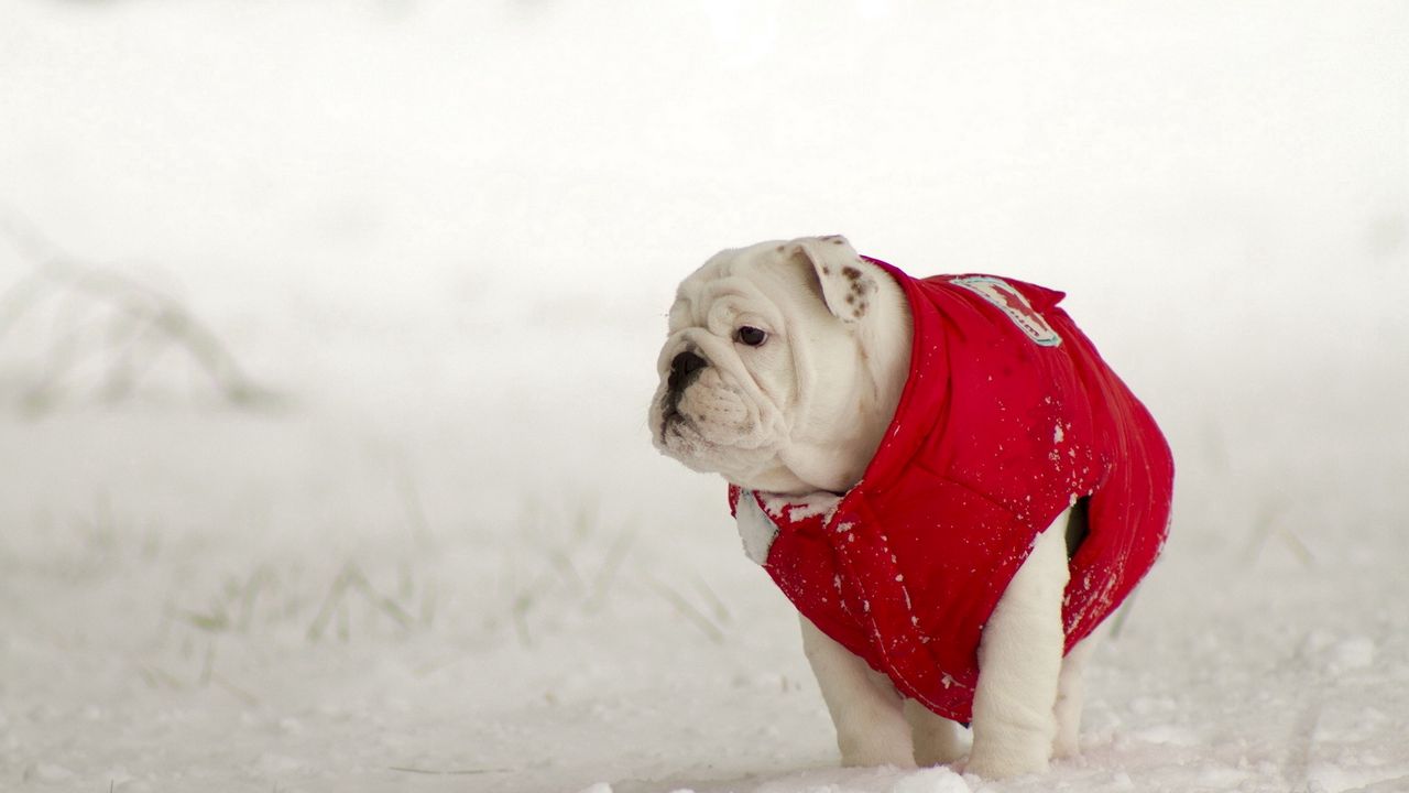 Wallpaper dogs, walk, winter, snow
