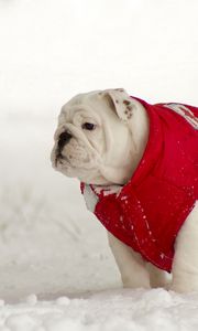 Preview wallpaper dogs, walk, winter, snow