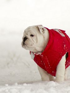 Preview wallpaper dogs, walk, winter, snow