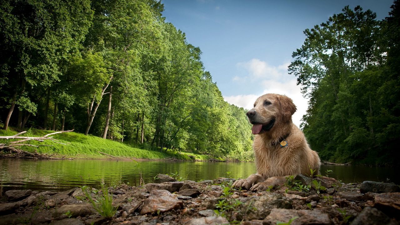 Wallpaper dogs, wet, lake, river, trees, grass, rocks, mud