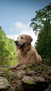 Preview wallpaper dogs, wet, lake, river, trees, grass, rocks, mud