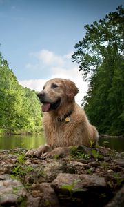 Preview wallpaper dogs, wet, lake, river, trees, grass, rocks, mud