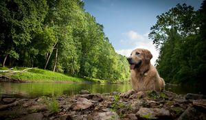 Preview wallpaper dogs, wet, lake, river, trees, grass, rocks, mud