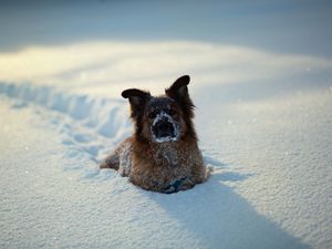 Preview wallpaper dogs, winter, snow, playful