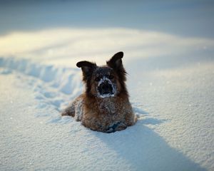 Preview wallpaper dogs, winter, snow, playful