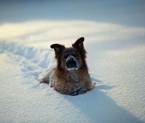 Preview wallpaper dogs, winter, snow, playful