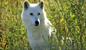 Preview wallpaper dogs, wolves, grass, muzzle, eyes