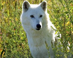 Preview wallpaper dogs, wolves, grass, muzzle, eyes