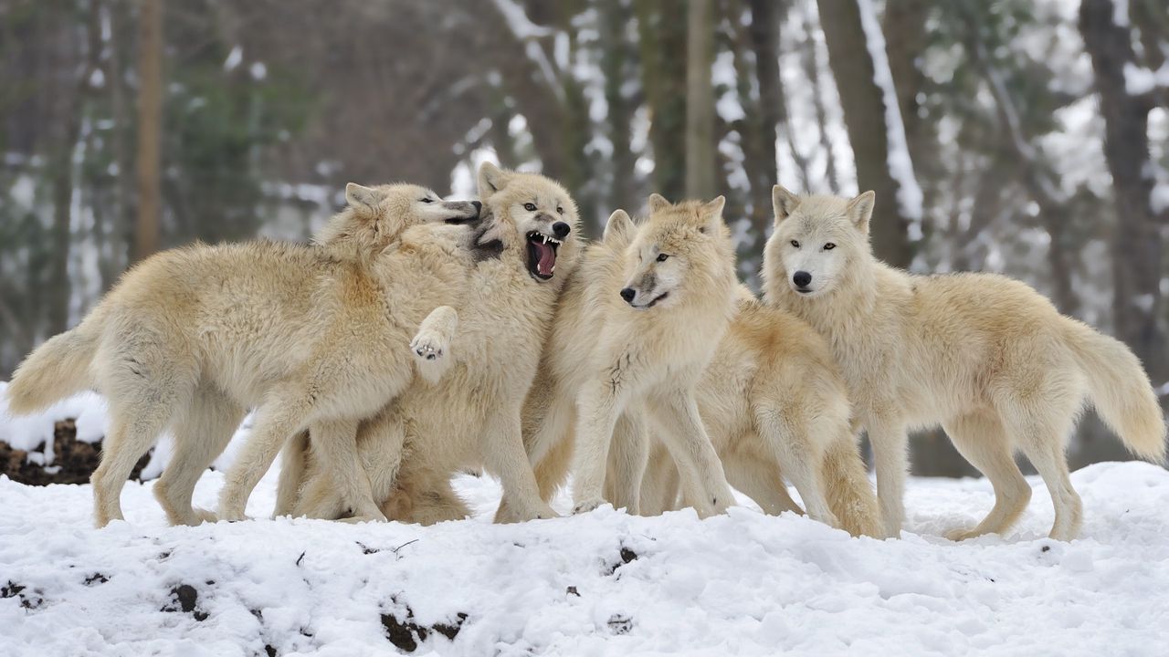 Wallpaper dogs, wolves, steam, snow