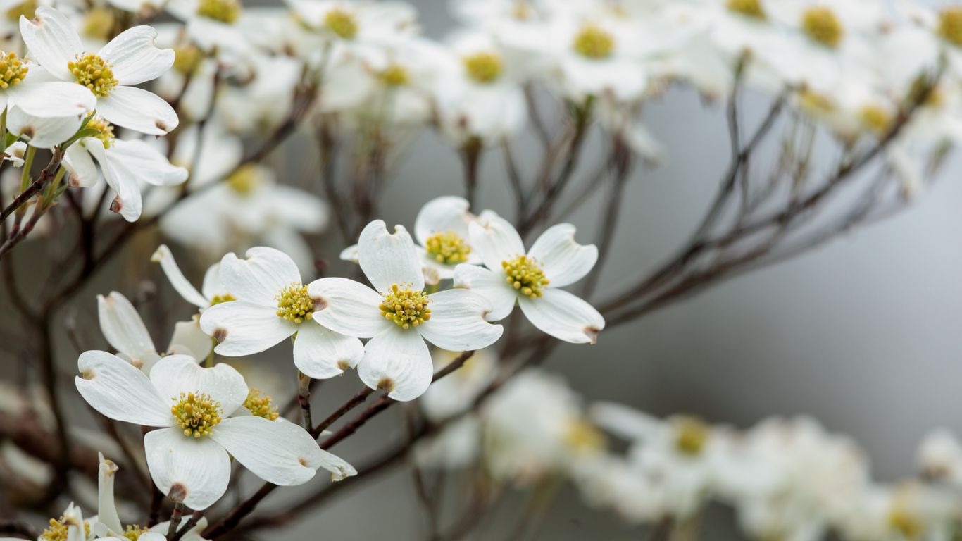 Download wallpaper 1366x768 dogwood, flowers, petals, branches tablet