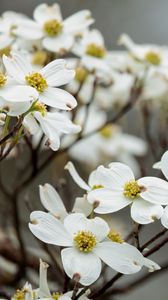 Preview wallpaper dogwood, flowers, petals, branches