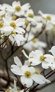 Preview wallpaper dogwood, flowers, petals, branches