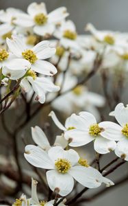 Preview wallpaper dogwood, flowers, petals, branches