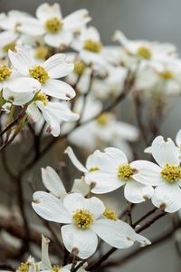 Preview wallpaper dogwood, flowers, petals, branches