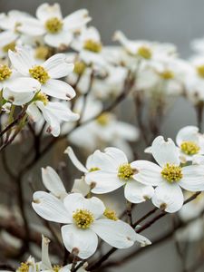 Preview wallpaper dogwood, flowers, petals, branches