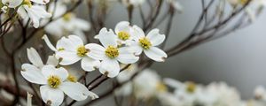 Preview wallpaper dogwood, flowers, petals, branches