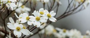 Preview wallpaper dogwood, flowers, petals, branches