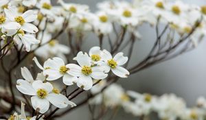 Preview wallpaper dogwood, flowers, petals, branches