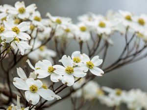 Preview wallpaper dogwood, flowers, petals, branches