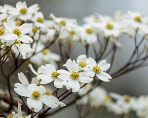 Preview wallpaper dogwood, flowers, petals, branches