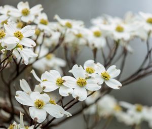 Preview wallpaper dogwood, flowers, petals, branches