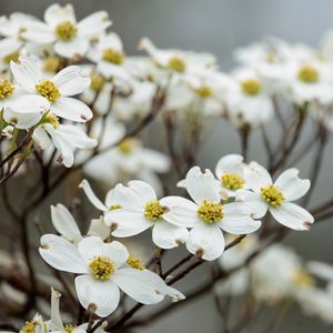 Preview wallpaper dogwood, flowers, petals, branches