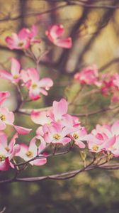 Preview wallpaper dogwood, flowers, petals, branches, pink