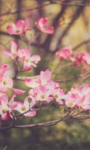 Preview wallpaper dogwood, flowers, petals, branches, pink