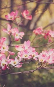 Preview wallpaper dogwood, flowers, petals, branches, pink