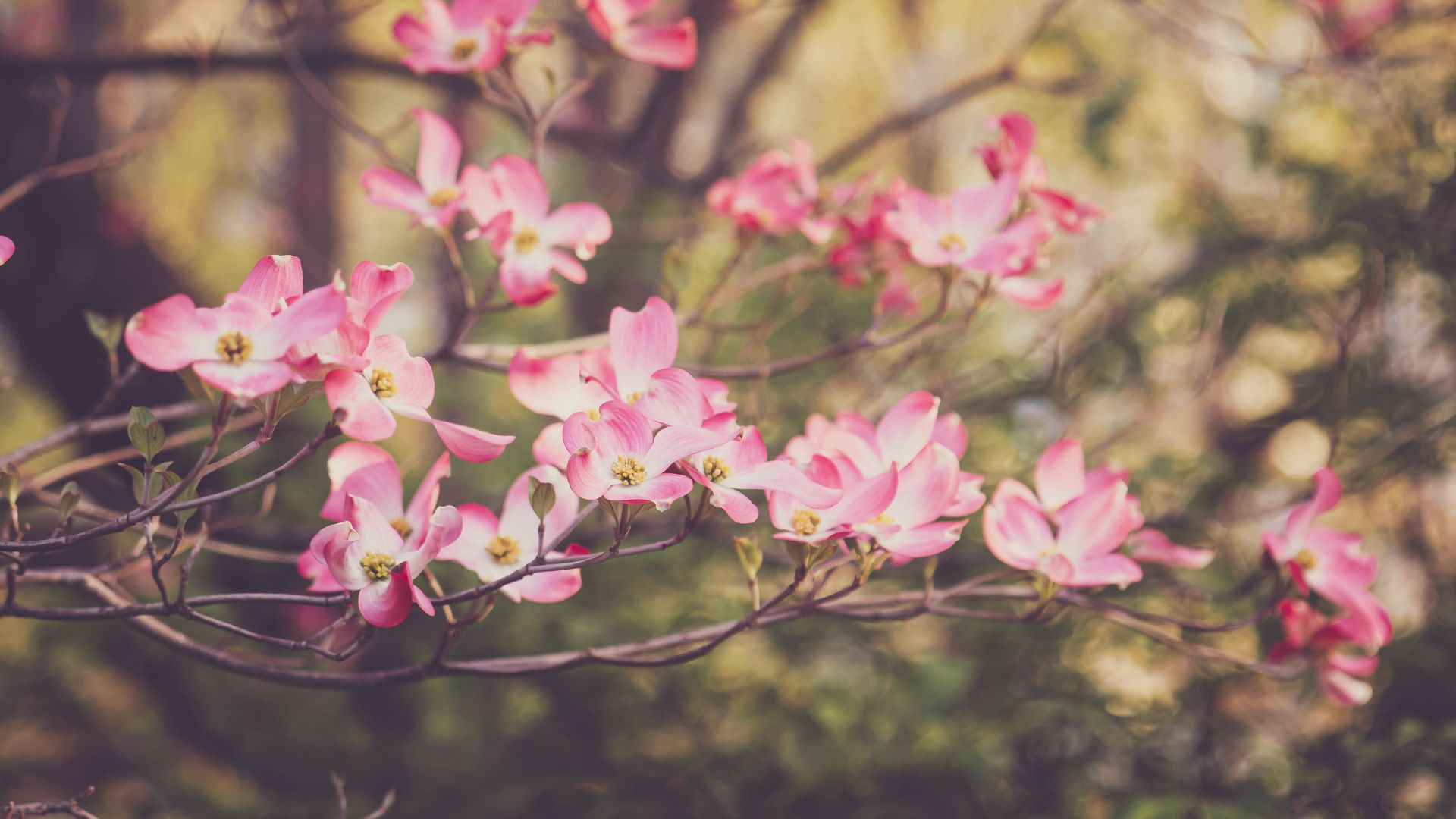 Download wallpaper 1920x1080 dogwood, flowers, petals, branches, pink