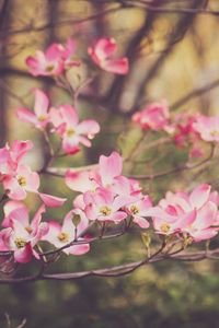 Preview wallpaper dogwood, flowers, petals, branches, pink