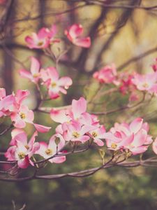 Preview wallpaper dogwood, flowers, petals, branches, pink