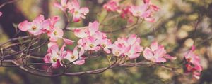 Preview wallpaper dogwood, flowers, petals, branches, pink