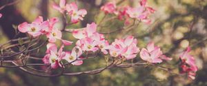 Preview wallpaper dogwood, flowers, petals, branches, pink