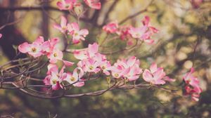 Preview wallpaper dogwood, flowers, petals, branches, pink