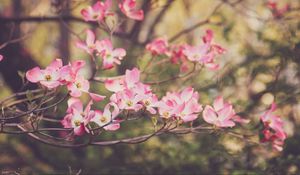 Preview wallpaper dogwood, flowers, petals, branches, pink