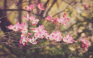 Preview wallpaper dogwood, flowers, petals, branches, pink