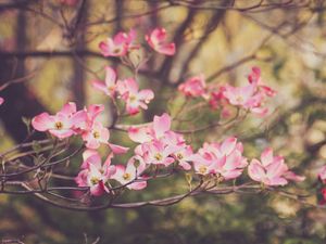 Preview wallpaper dogwood, flowers, petals, branches, pink