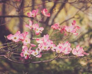 Preview wallpaper dogwood, flowers, petals, branches, pink