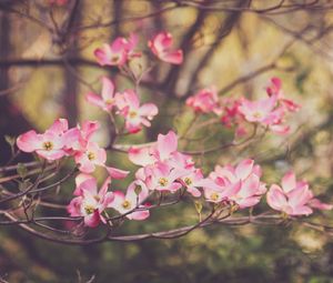 Preview wallpaper dogwood, flowers, petals, branches, pink