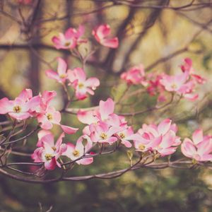 Preview wallpaper dogwood, flowers, petals, branches, pink