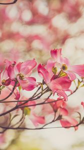 Preview wallpaper dogwood, flowers, petals, branches, spring, pink
