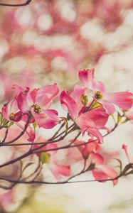 Preview wallpaper dogwood, flowers, petals, branches, spring, pink