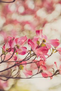 Preview wallpaper dogwood, flowers, petals, branches, spring, pink