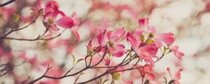 Preview wallpaper dogwood, flowers, petals, branches, spring, pink