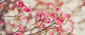 Preview wallpaper dogwood, flowers, petals, branches, spring, pink